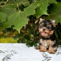 Yorkshire Terrier Puppies from Lightsome Yorkies