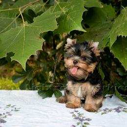 Yorkshire Terrier Puppies from Lightsome Yorkies