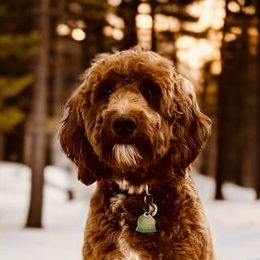 Shiloh - Goldendoodle