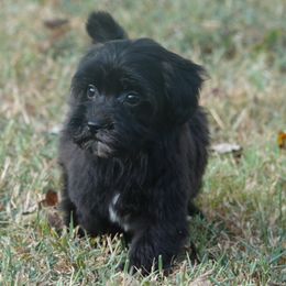 Sly - Black male Maltipoo puppy in Lebanon, Kentucky from Mosaic Merle Doodles