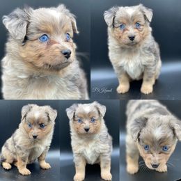 Miniature Australian Shepherd and Toy Australian Shepherd Puppies from P3 Toy and Miniature Australian Shepherd’s
