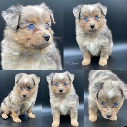 Miniature Australian Shepherd and Toy Australian Shepherd Puppies from P3 Toy and Miniature Australian Shepherd’s