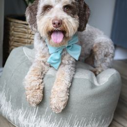 Rigsby - Australian Labradoodle