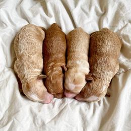 Aussiedoodle and Goldendoodle Puppies from Dandy Doodle Ranch