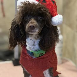 Ronan - Cavapoo