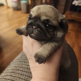 Hot pink collar girl - Fawn female Pug puppy in Tacoma, Washington from Precious Princess Pugs