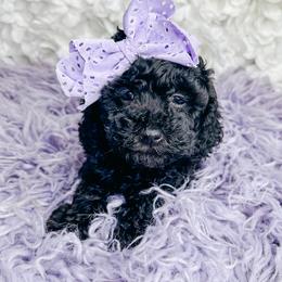 Bernedoodle, Cockapoo, and Goldendoodle Puppies from Danie’s Darling Doodles LLC