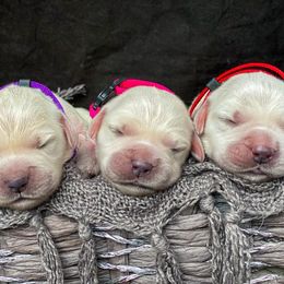 Golden Retriever Puppies from Dumaw Creeks Goldens