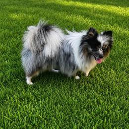 Terry - Blue merle male Pomeranian puppy in Edinburg, Texas from Divine Valley Poms