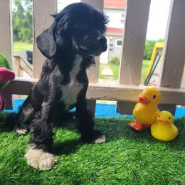 Vhhlm2: Long Haul's Kissed and scorched in Flamez and Thunder - Black and white male Chinese Crested puppy in New Castle, Pennsylvania from Long Haul Cresteds & Long Rotts