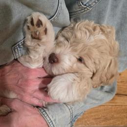 Butler-Blaze - Cream male Labradoodle puppy in Churchill County Fallon, Nevada from Card Family Ranch