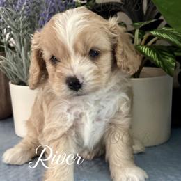 River - Apricot male Cavapoo puppy in Grove, Oklahoma from Rocky Oak Cavaliers & Biewer Terriers LLC