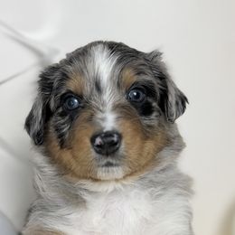 Australian Shepherds from Scottstead Aussies