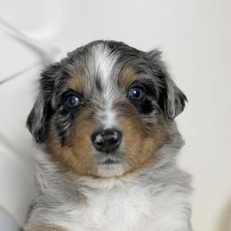 Australian Shepherds from Scottstead Aussies