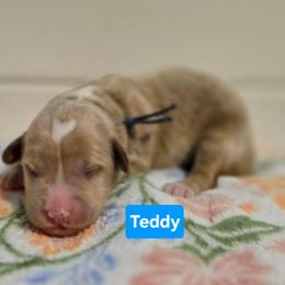 Teddy - Apricot male Goldendoodle puppy in Summerville, South Carolina from Channys Doodles