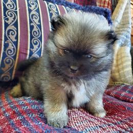 Jet - Beaver sable male Pomeranian puppy in Bellevue, Iowa from Fluffy Wonders Poms and Doodles