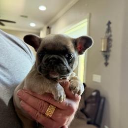 Dale - Blue fawn male French Bulldog puppy in Delhi, Louisiana from 4T Ranch