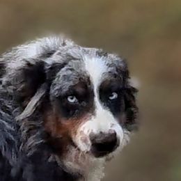Merit - Australian Shepherd