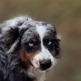 Merit - Australian Shepherd