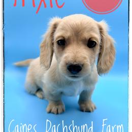 Trixie - Cream female Dachshund puppy in Cincinnati, Ohio from Caines Dachshund Farm