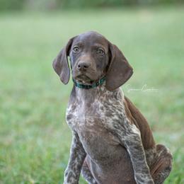 German Shorthaired Pointer and Vizsla Puppies from Nosam Kennels