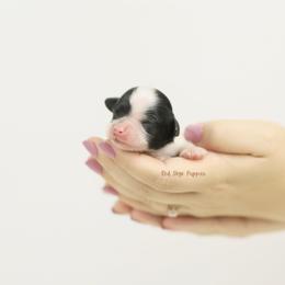 Willie (Brown Collar Boy) - Black and white male Cavapoo puppy in Republic, Missouri from Red Skye Puppies