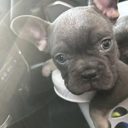 French Bulldog Puppies from Kristen Fifer