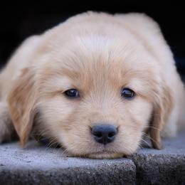 Golden Retriever Puppies from AmazingK9s