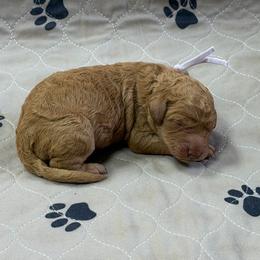 Plum - Apricot female Goldendoodle puppy in Rockford, Ohio from 419 Goldendoodles