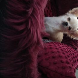 Bowie - Chihuahua