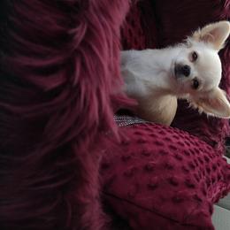 Bowie - Chihuahua