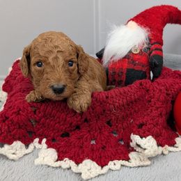 Bashful - Red  male Poodle puppy in Mongomery, Texas from Celestial Jewels Poodles
