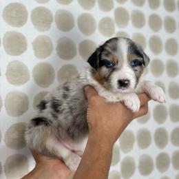 Cypress - Blue merle male Australian Shepherd puppy in Salinas, California from AA Aussies