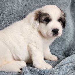 Bronia - Great Pyrenees puppy from Flewelling Great Pyrenees