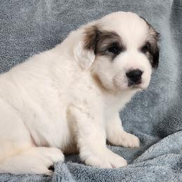 Bronia - Great Pyrenees puppy from Flewelling Great Pyrenees
