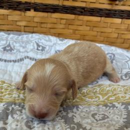 Ruthie - Cream female Dachshund puppy in Dobson, North Carolina from Oakleys Dachshund Haven