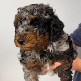 Buzz - Blue merle male Aussiedoodle puppy in Conklin, Michigan from Lake Michigan Couture Cavapoos & Cockapoos