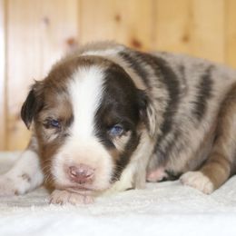Megumi - Red merle male Australian Shepherd puppy in Macon, Georgia from Shaina’s Shepherds