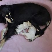 Saluki Puppies from Kushiel Salukis