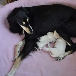 Saluki Puppies from Kushiel Salukis