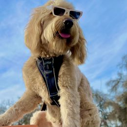 Max - Goldendoodle