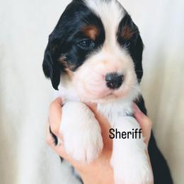 Sherrif - Black white and tan male English Springer Spaniel puppy in Casa Grande, Arizona from The Spaniel Garden