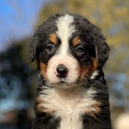 Leo - Black rust and white Bernese Mountain Dog puppy in New Haven, Indiana from Milan Berners