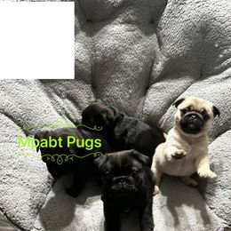 Pug Puppies from Mpabt by Heather Free