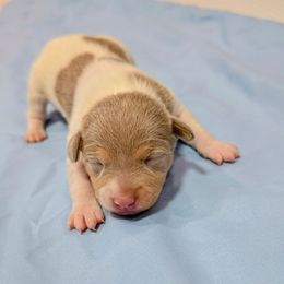 Chrissy - Fawn white and tan female Rat Terrier puppy in Jerusalem, Ohio from Twin Hickory Ranch