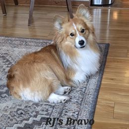 Bravo - Pembroke Welsh Corgi