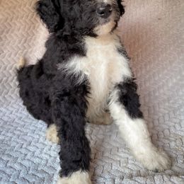 Oreo - Black and white male Bernedoodle puppy in Grant City, Missouri from Timberline Paws