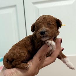Churro - Red  male Goldendoodle puppy in Miami, Florida from Haus of Pawz