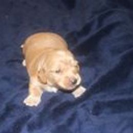 Dachshunds from Teenadox