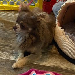 Boris - Chihuahua